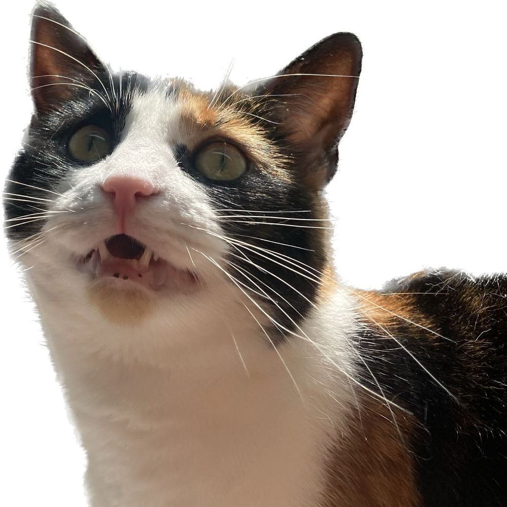 El Gato