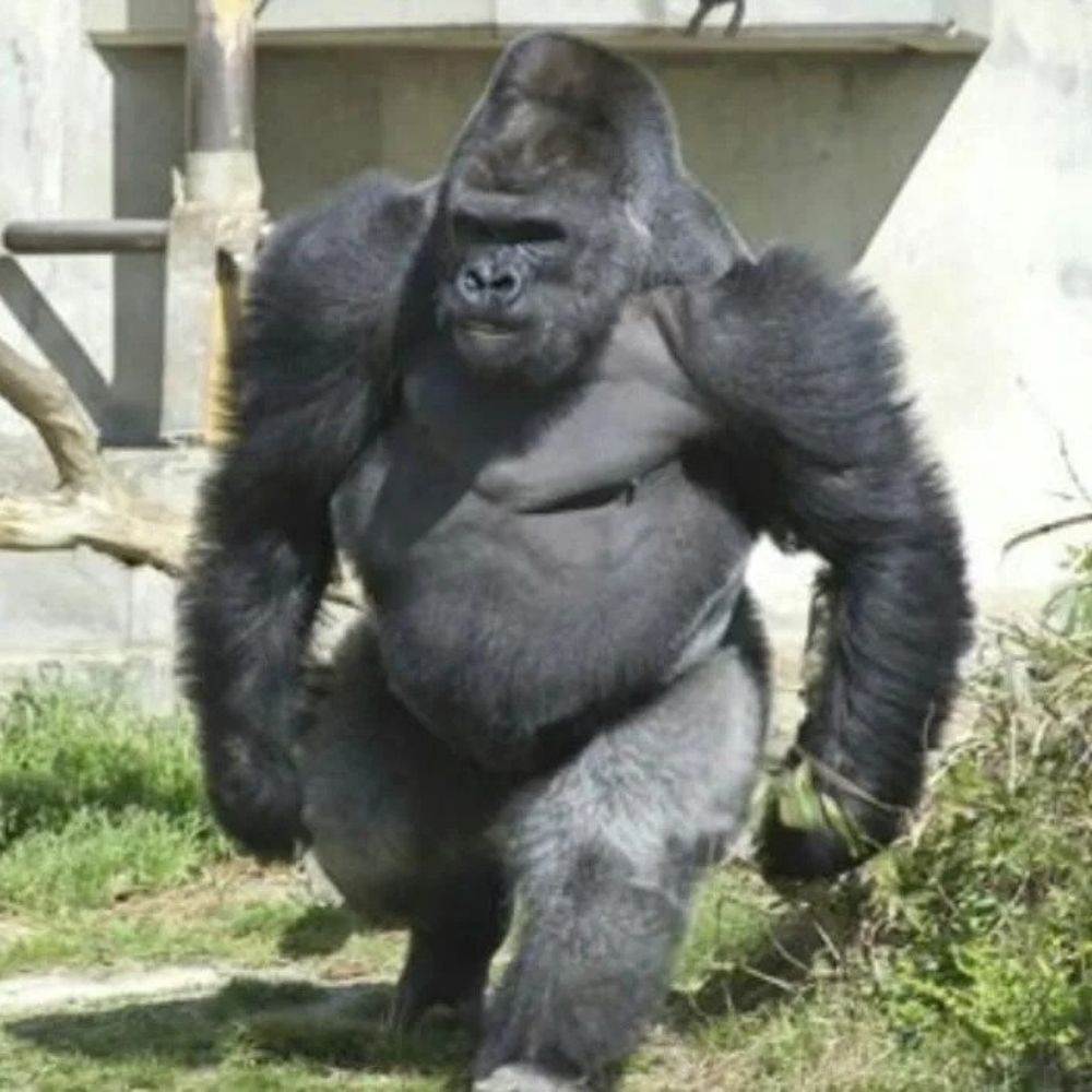 great ape