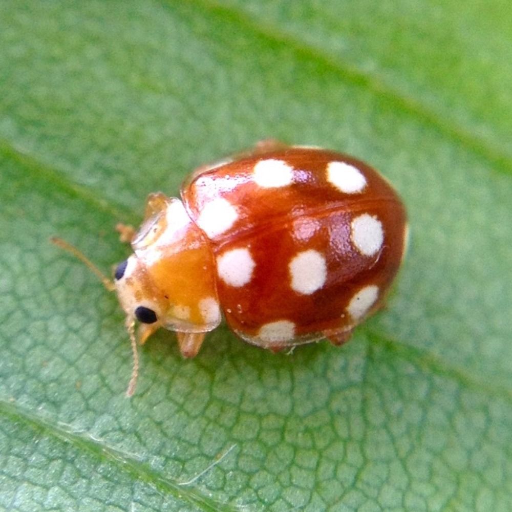 michi