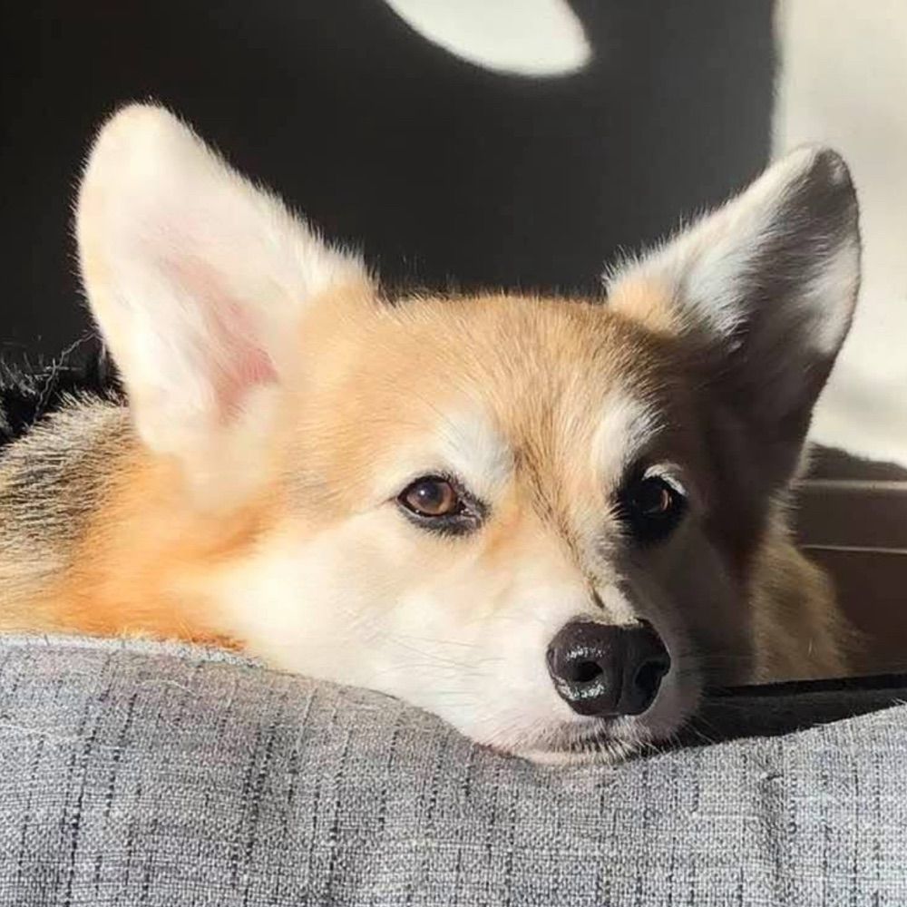 Profile picture corgi-cathy.bsky.social