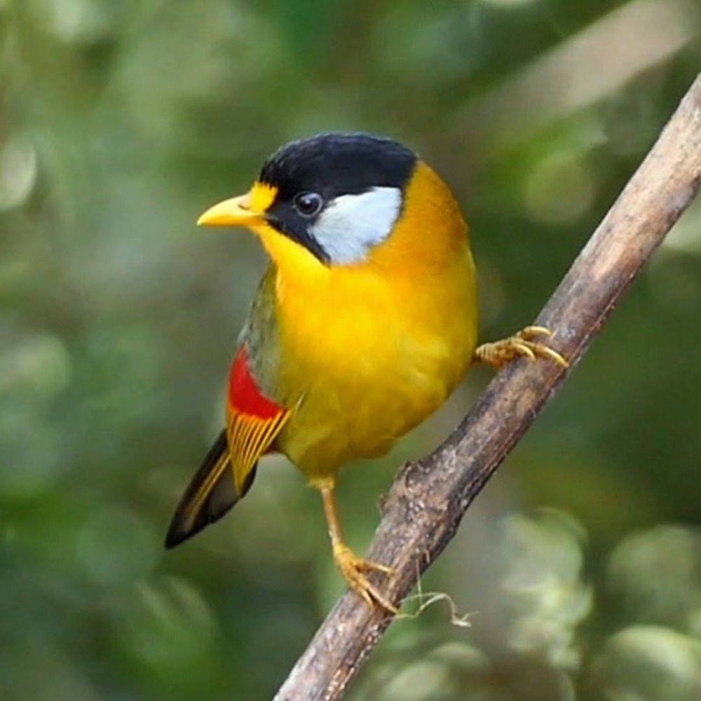 Birds