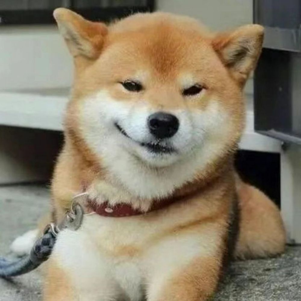睿智的大黄