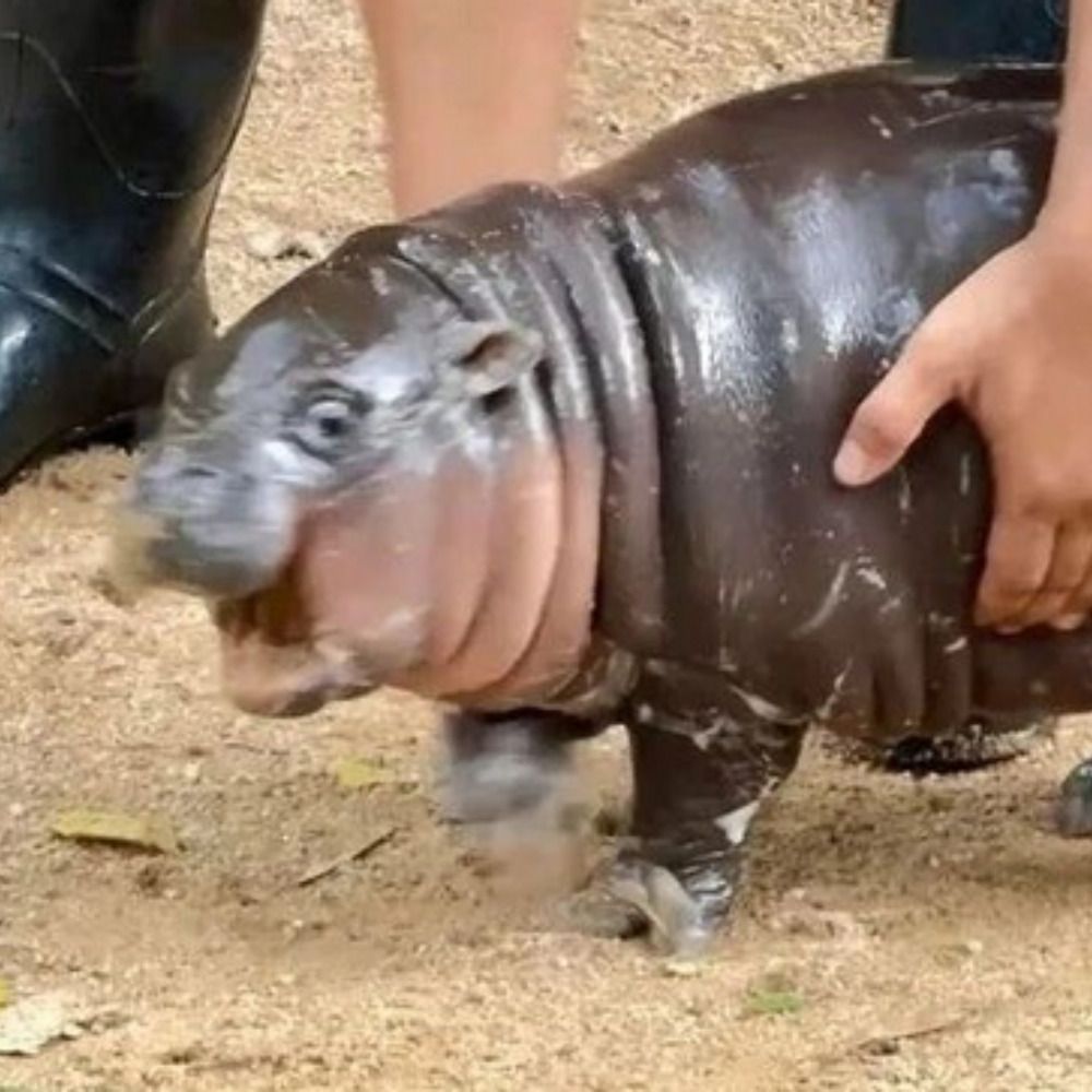 Efilho