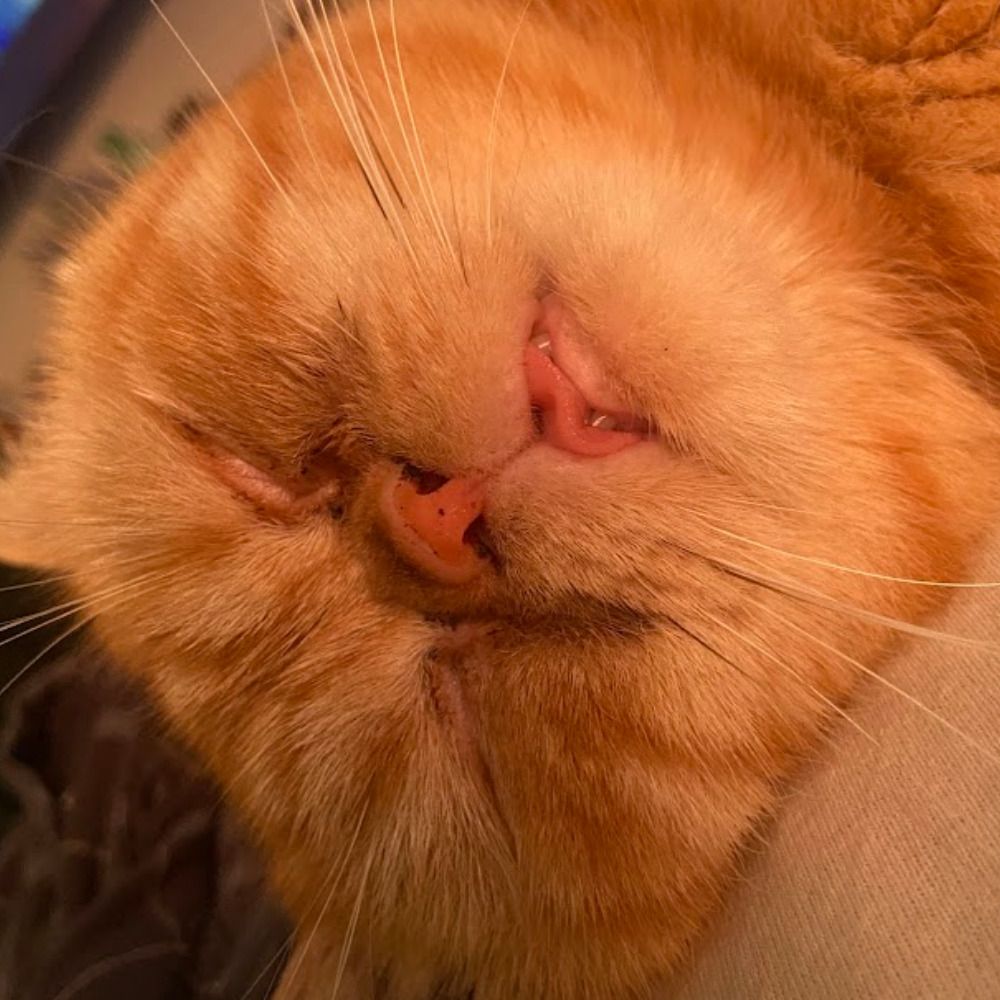 Pedro