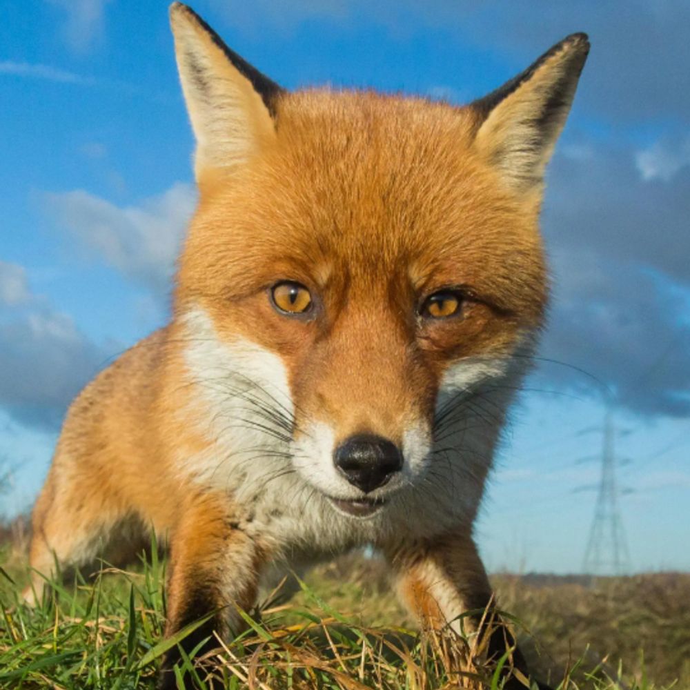 Fox Man