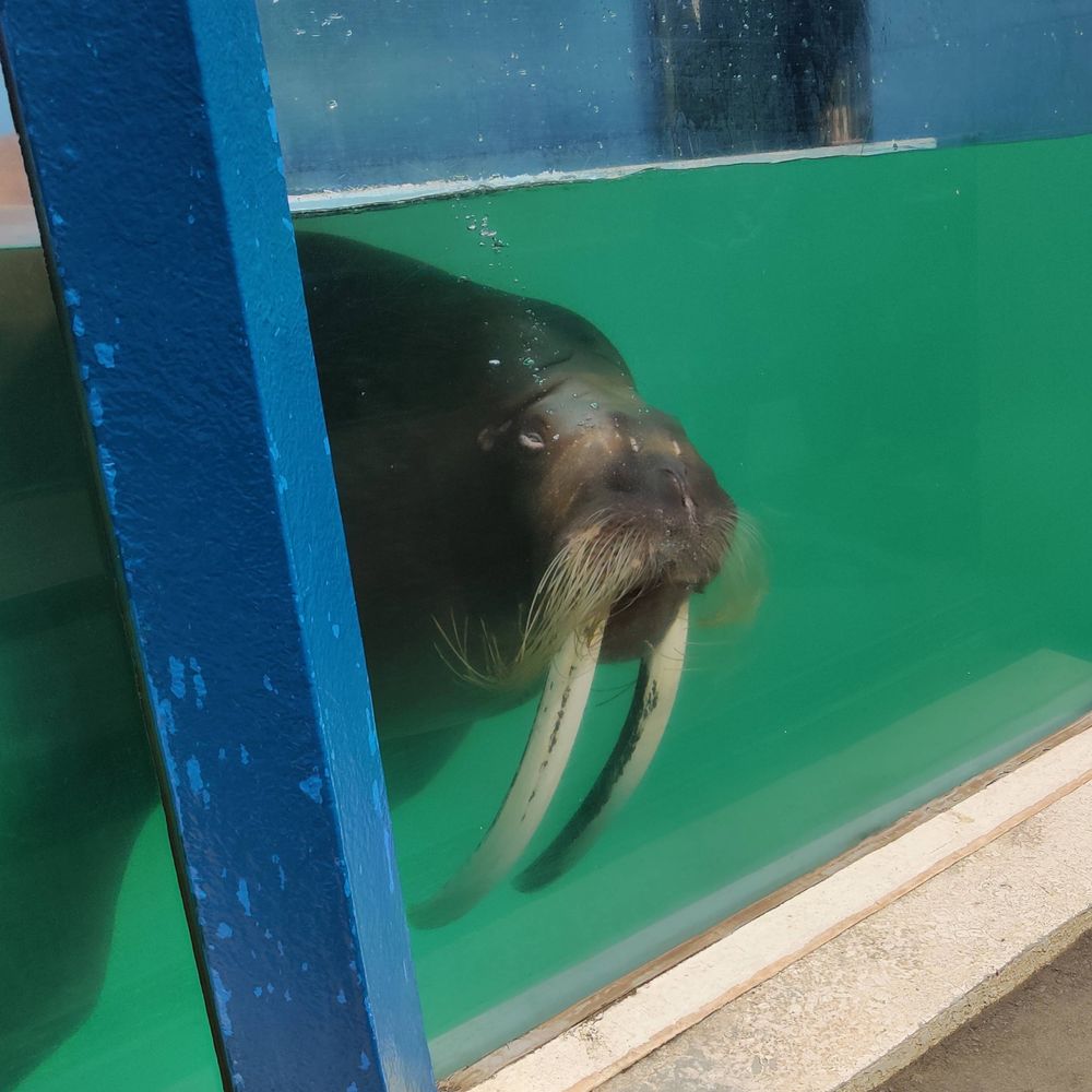 いっしぃ