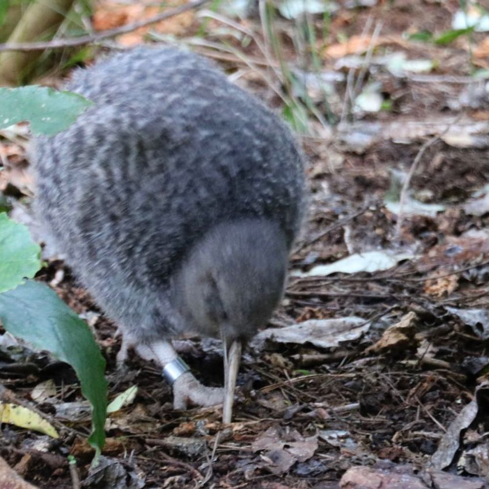 Vital Kiwi News
