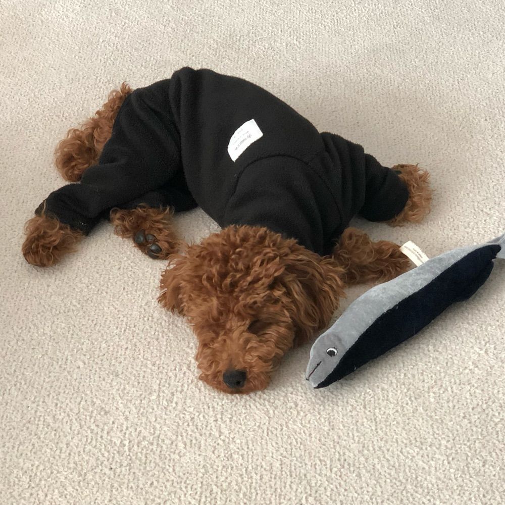 🥟