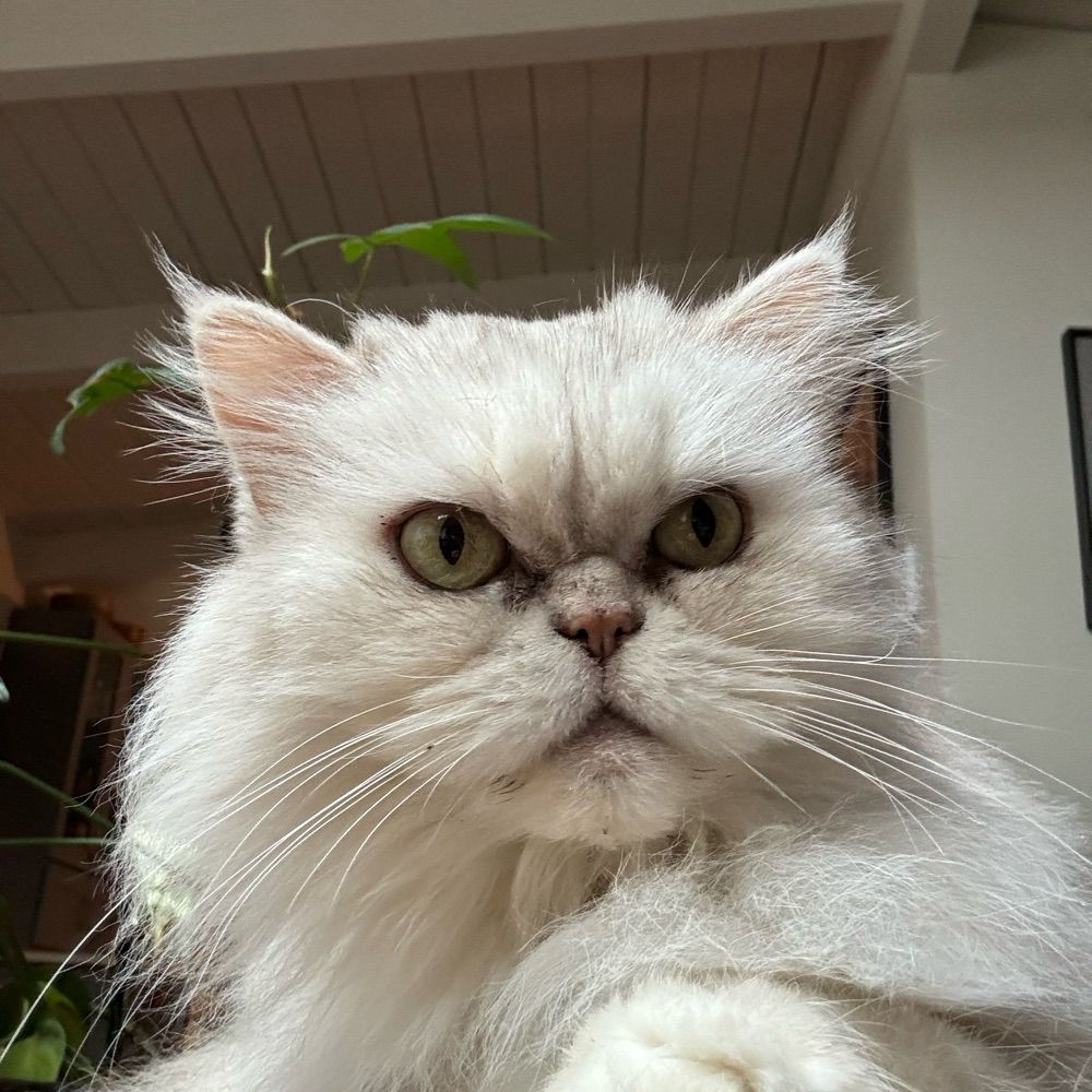 Gracie Duchess of Bainbridge