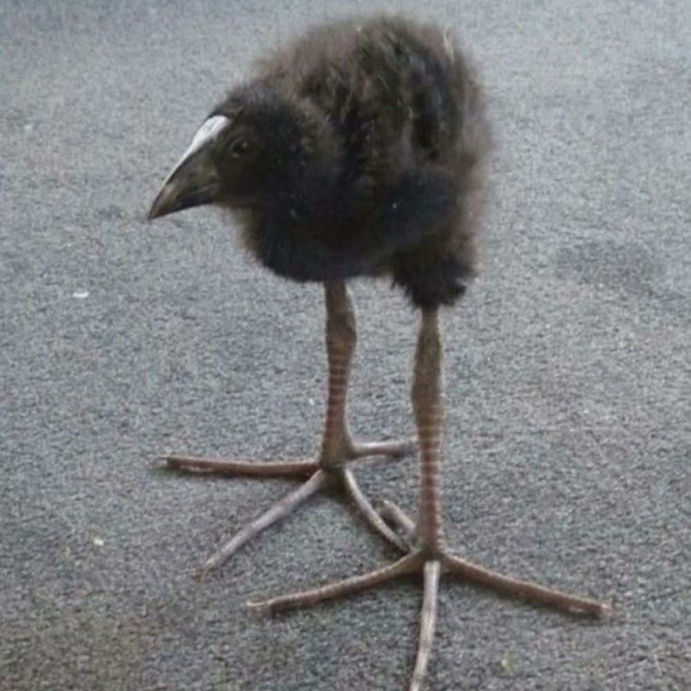 Borb