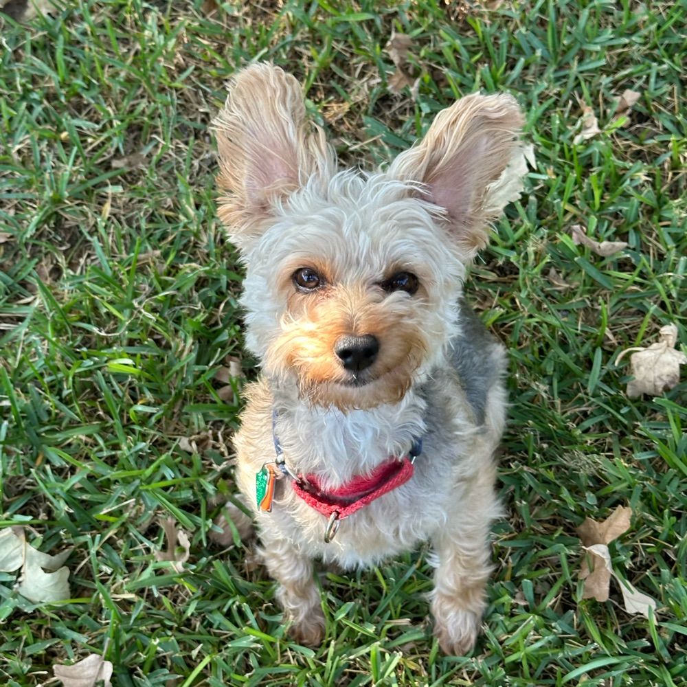 Figgie Smalls