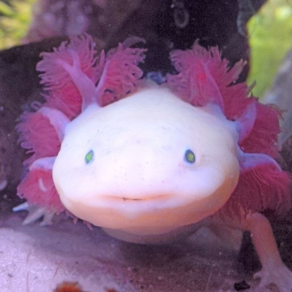Alex-olotl