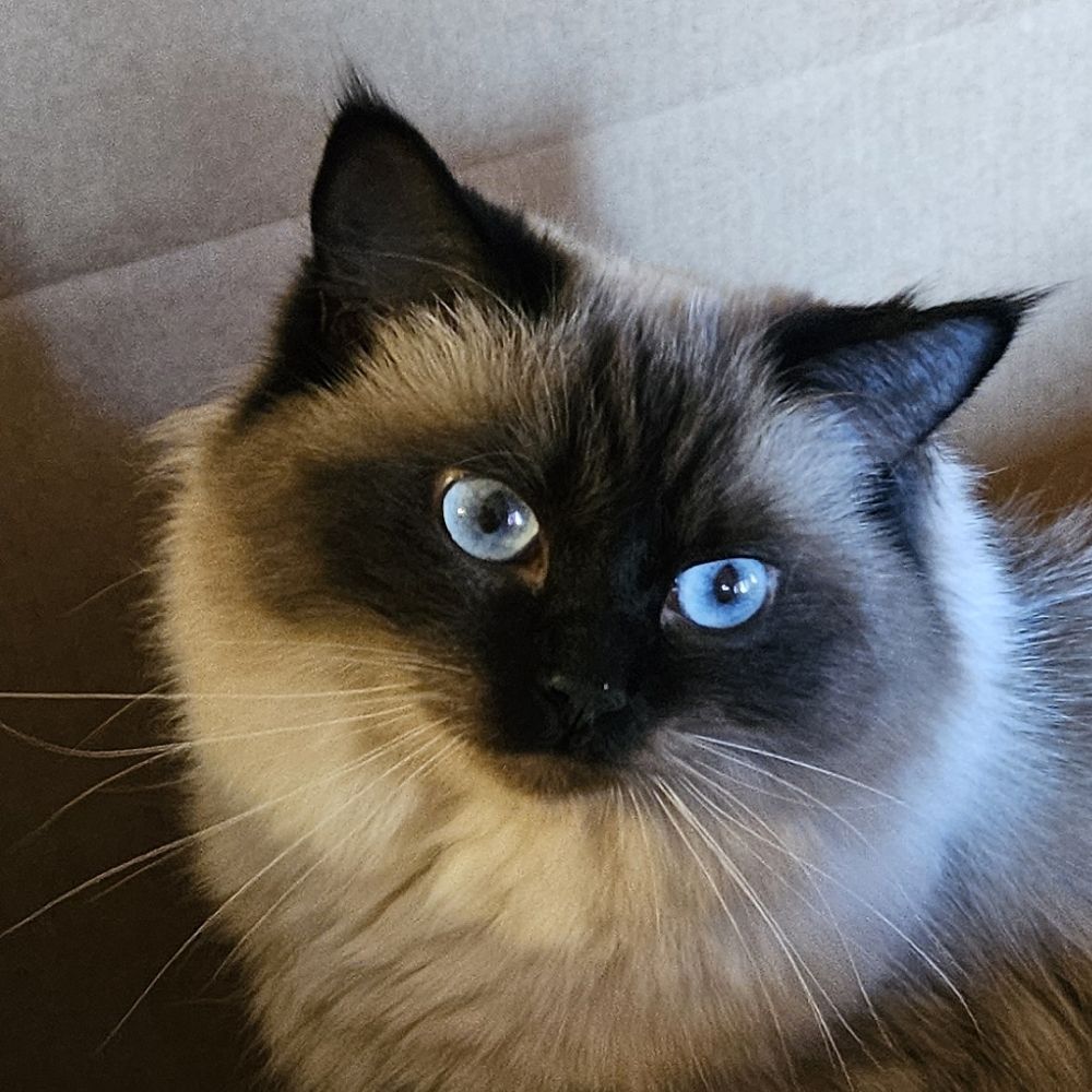 Vivian Tia