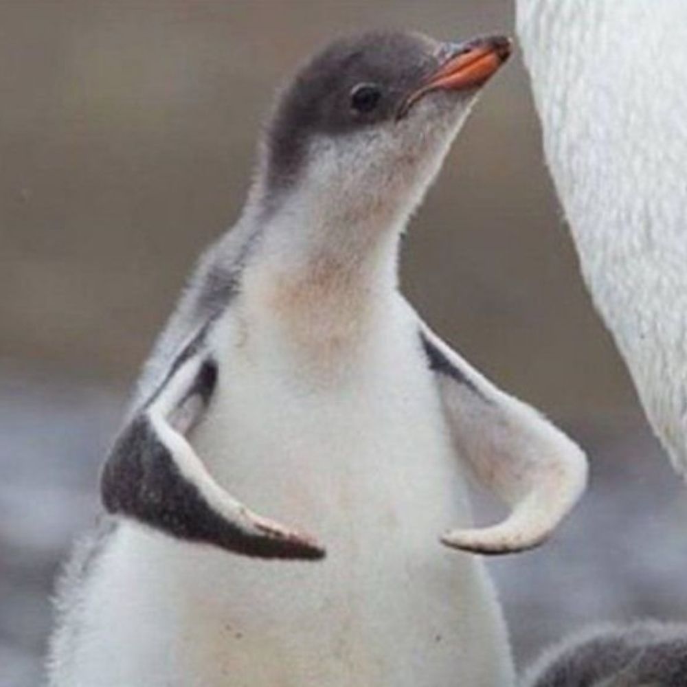 Pingolini🇮🇨🐧