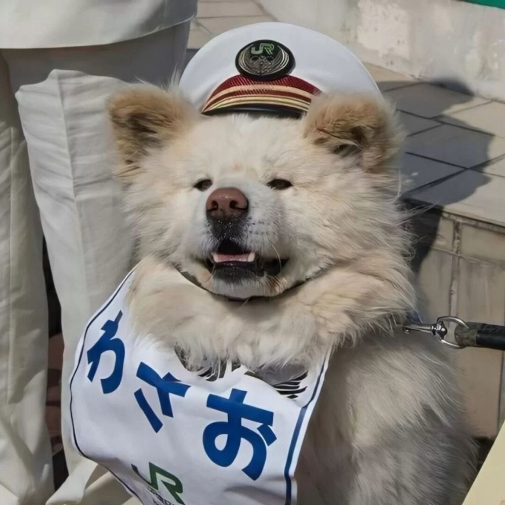 白菜打头