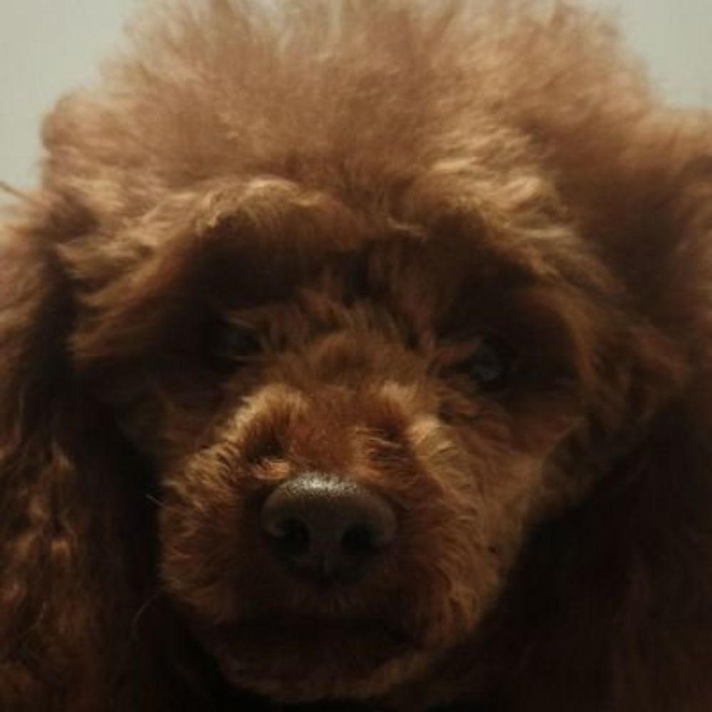 毛狗是真的狗