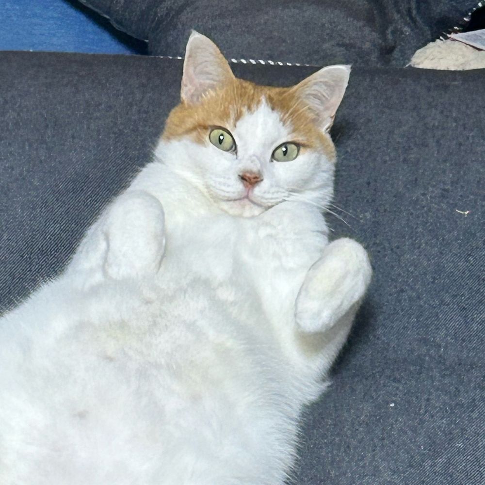 猫のつくし