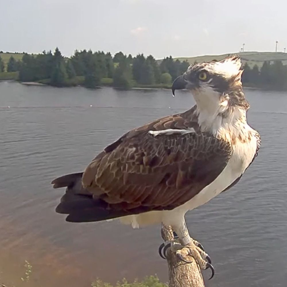 Brenig Osprey Project