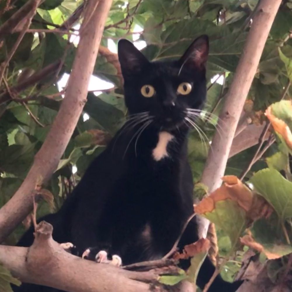 ThatDarnCat