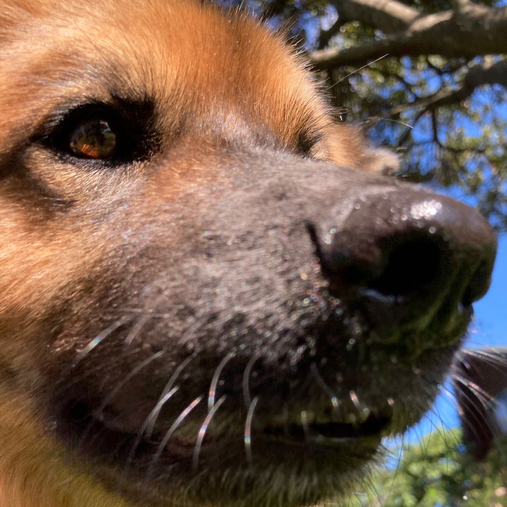 我が家の雑種犬7歳1ヶ月