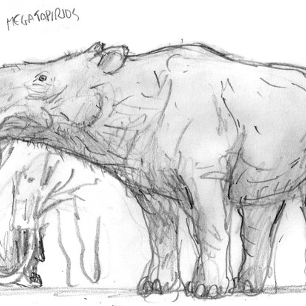 Arandomtapir