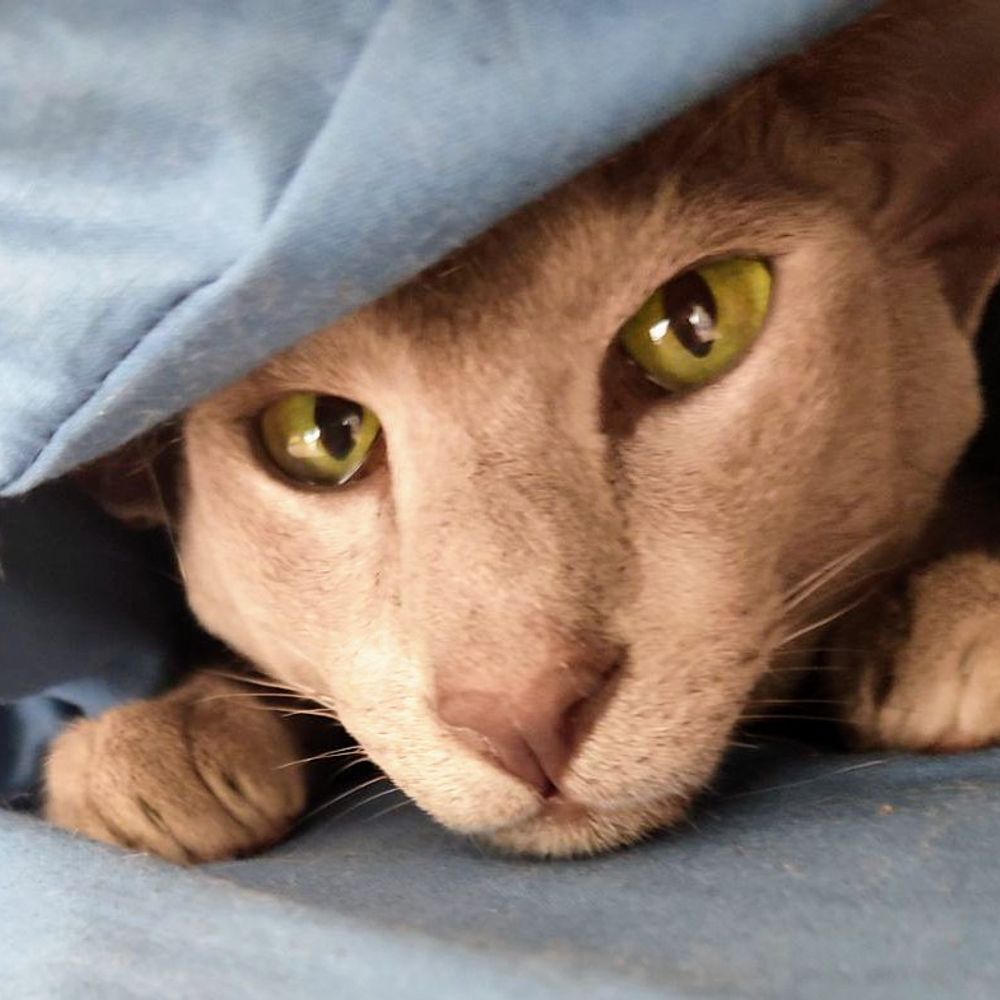 sophieroudaut 🧶😺