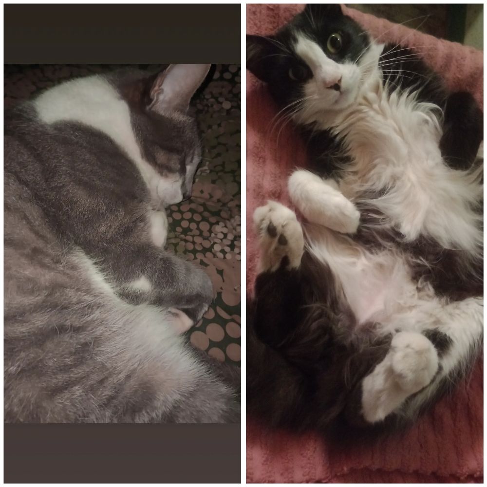 Junior y Milo