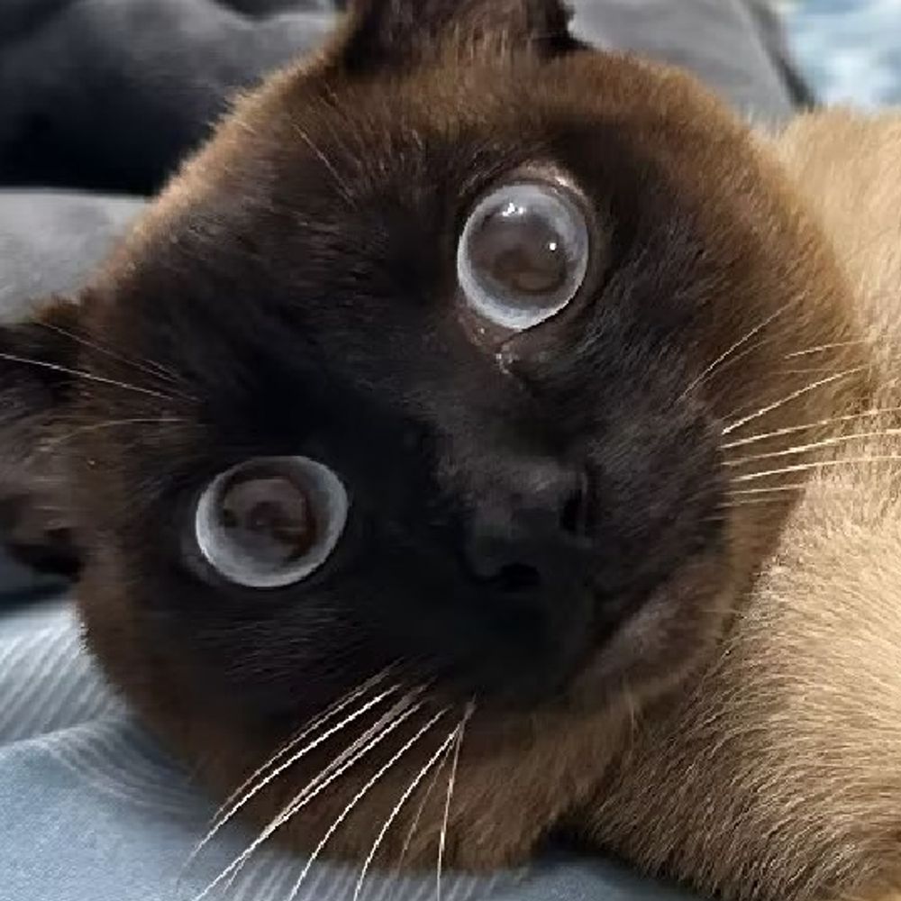 nekoda