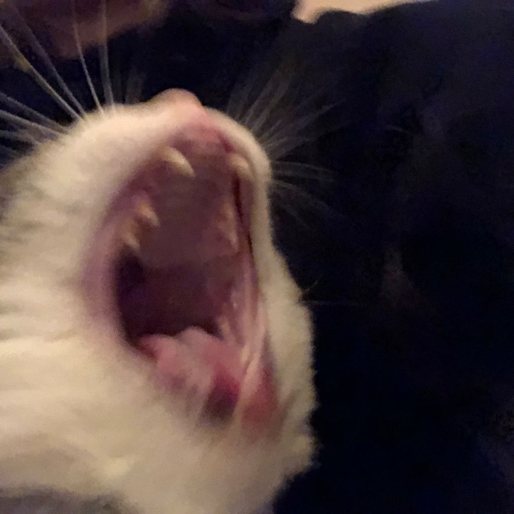 jackson galaxy 2