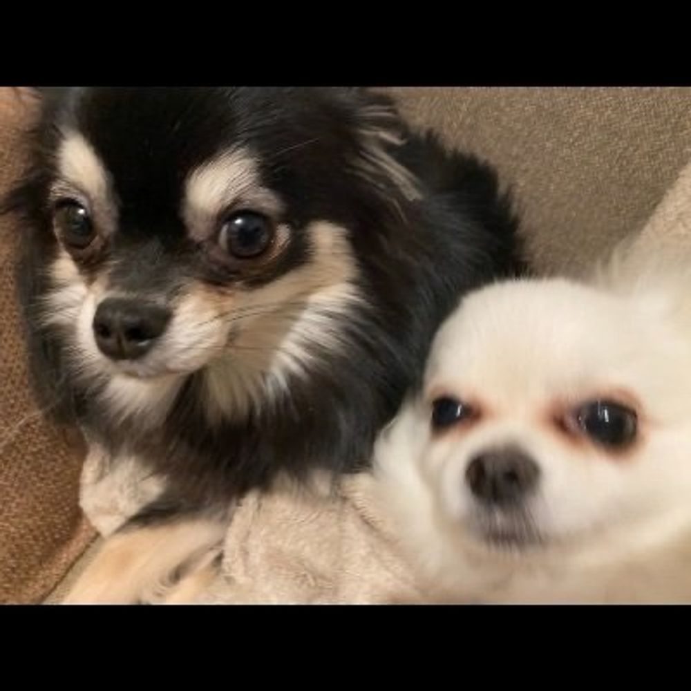 チワポメMixちゅろ&あもる🐕 