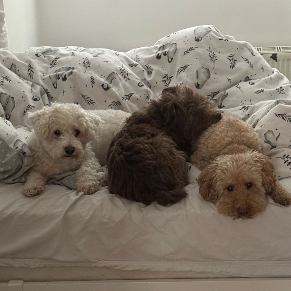 I Love Dogs
