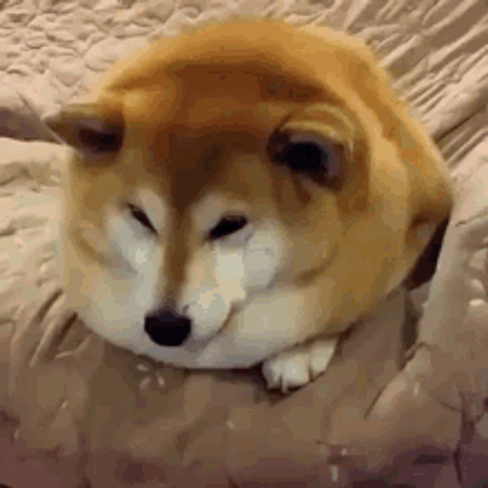 ม๋า