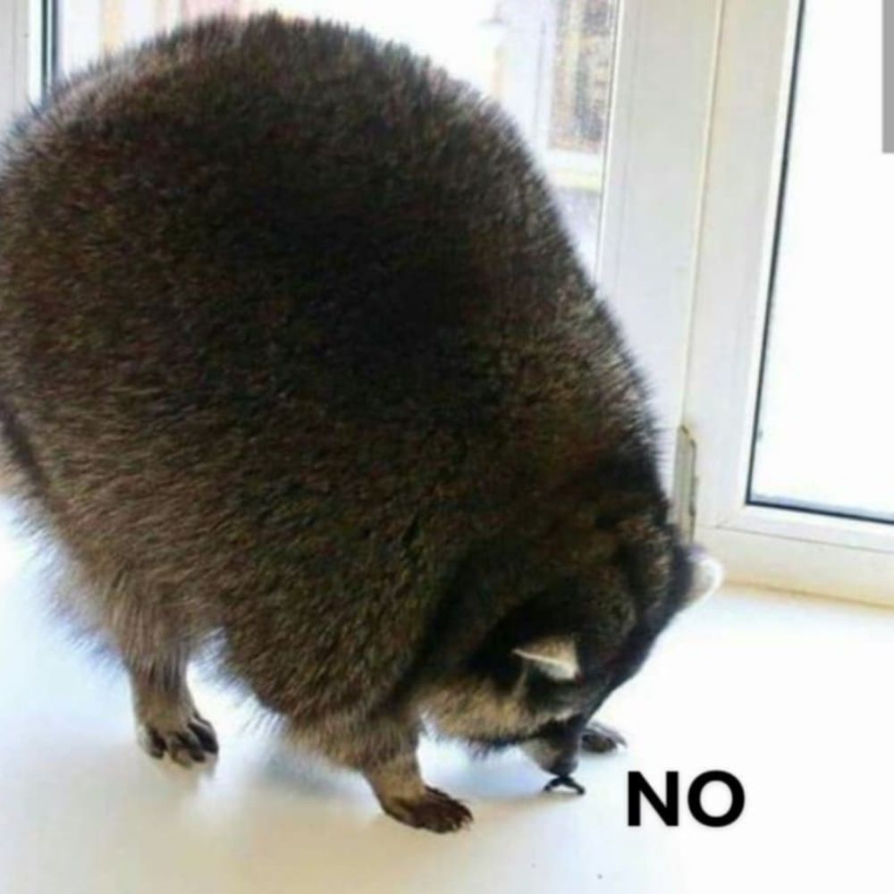 Silly raccøøn🦝🔞