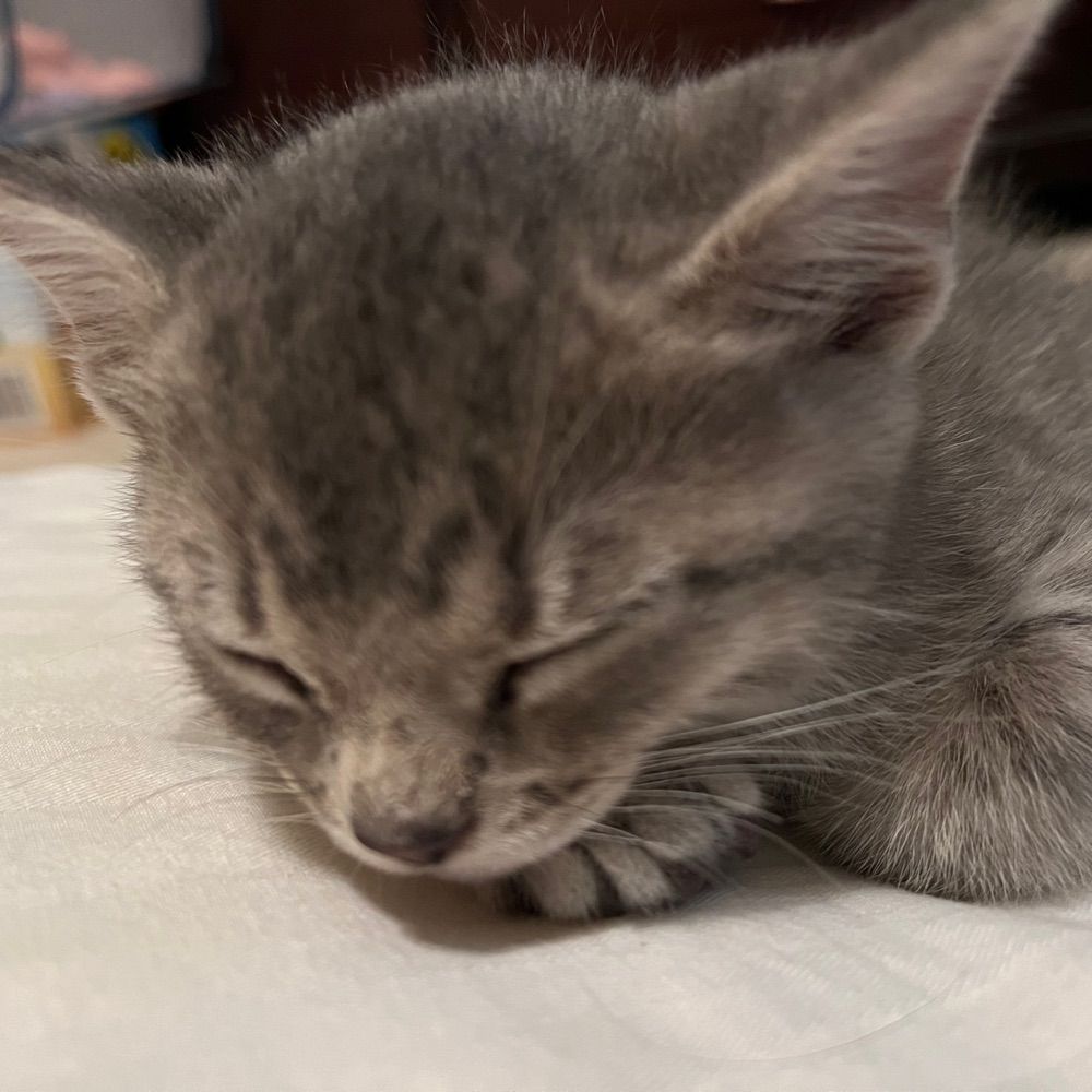 Knittin Kitten