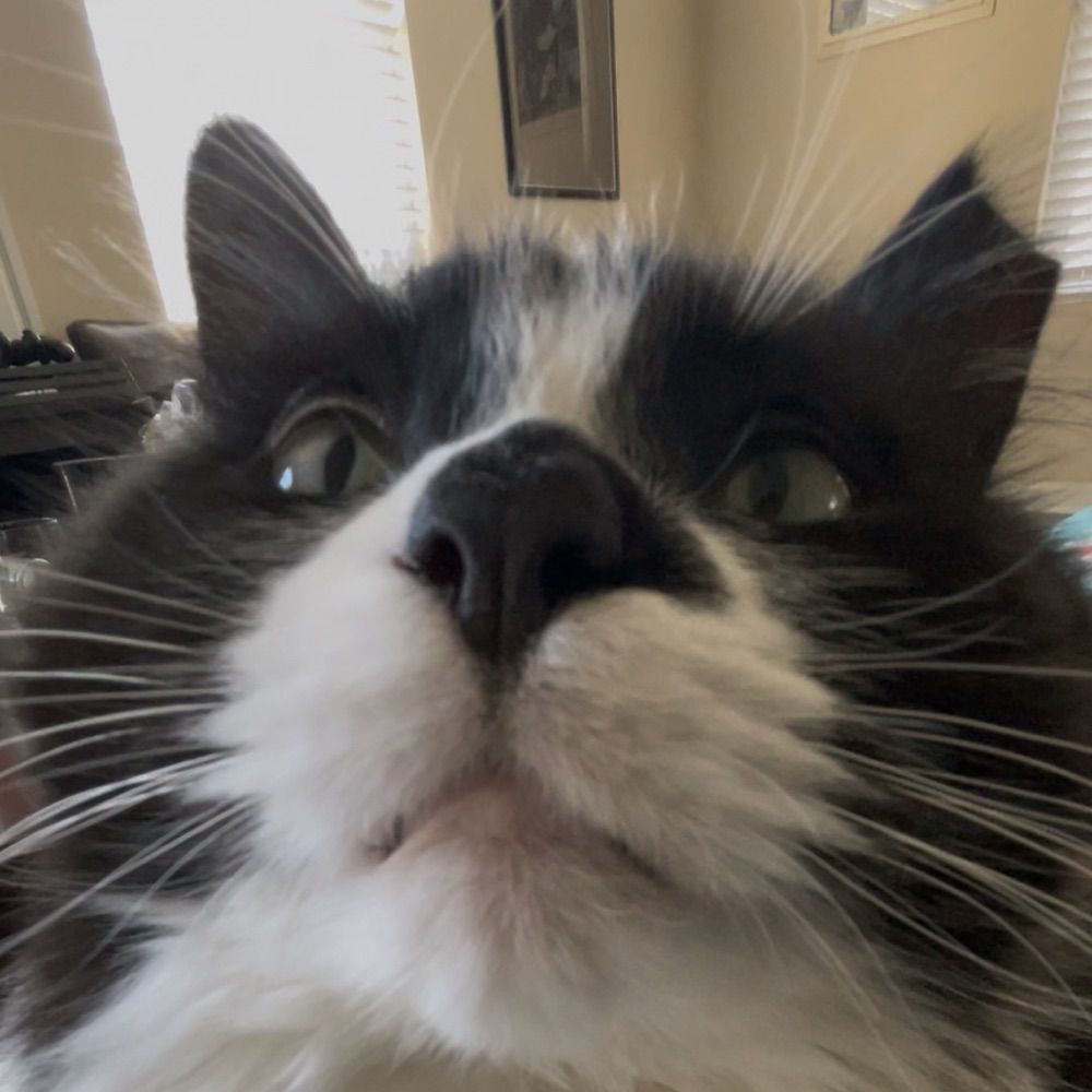 it’s norman