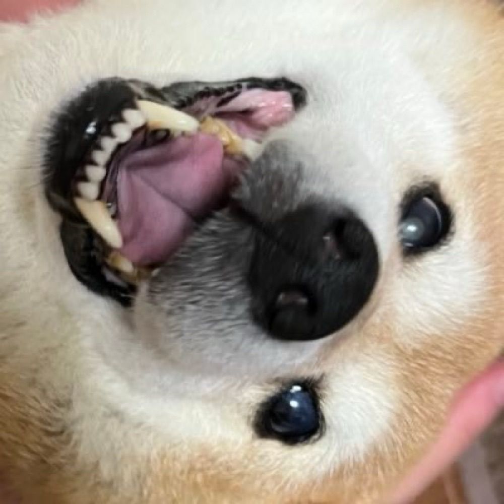 木真