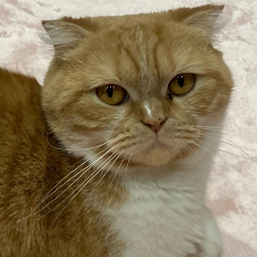 りん