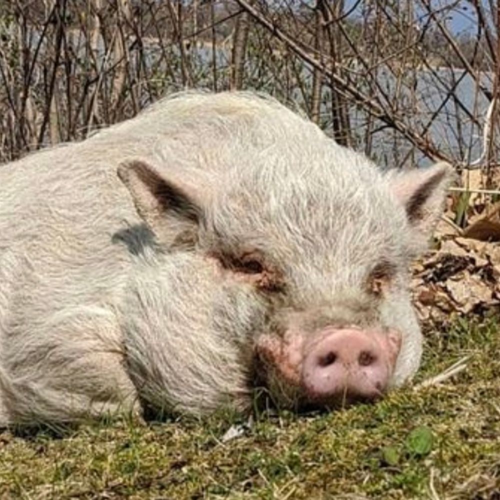 Hogpocalypse Now ☭