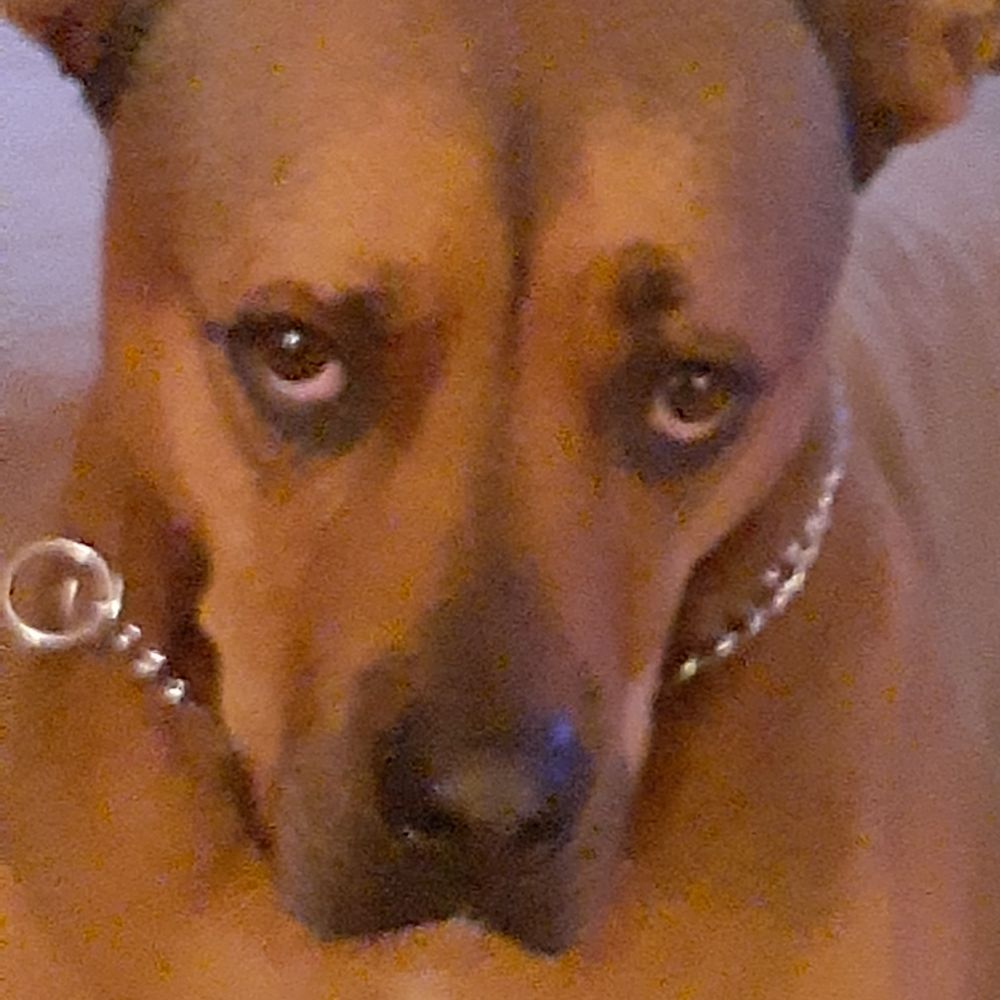 Sophie🐾 & Rempe's 🐾 Mom ❌️👑 🇺🇦