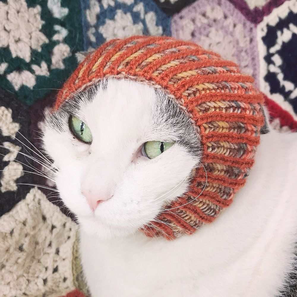 猫ウロ
