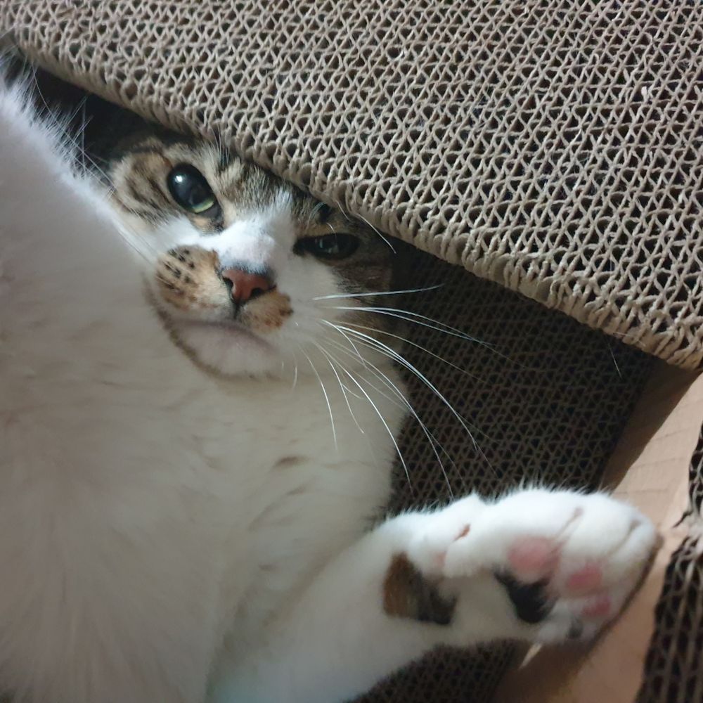 알타아