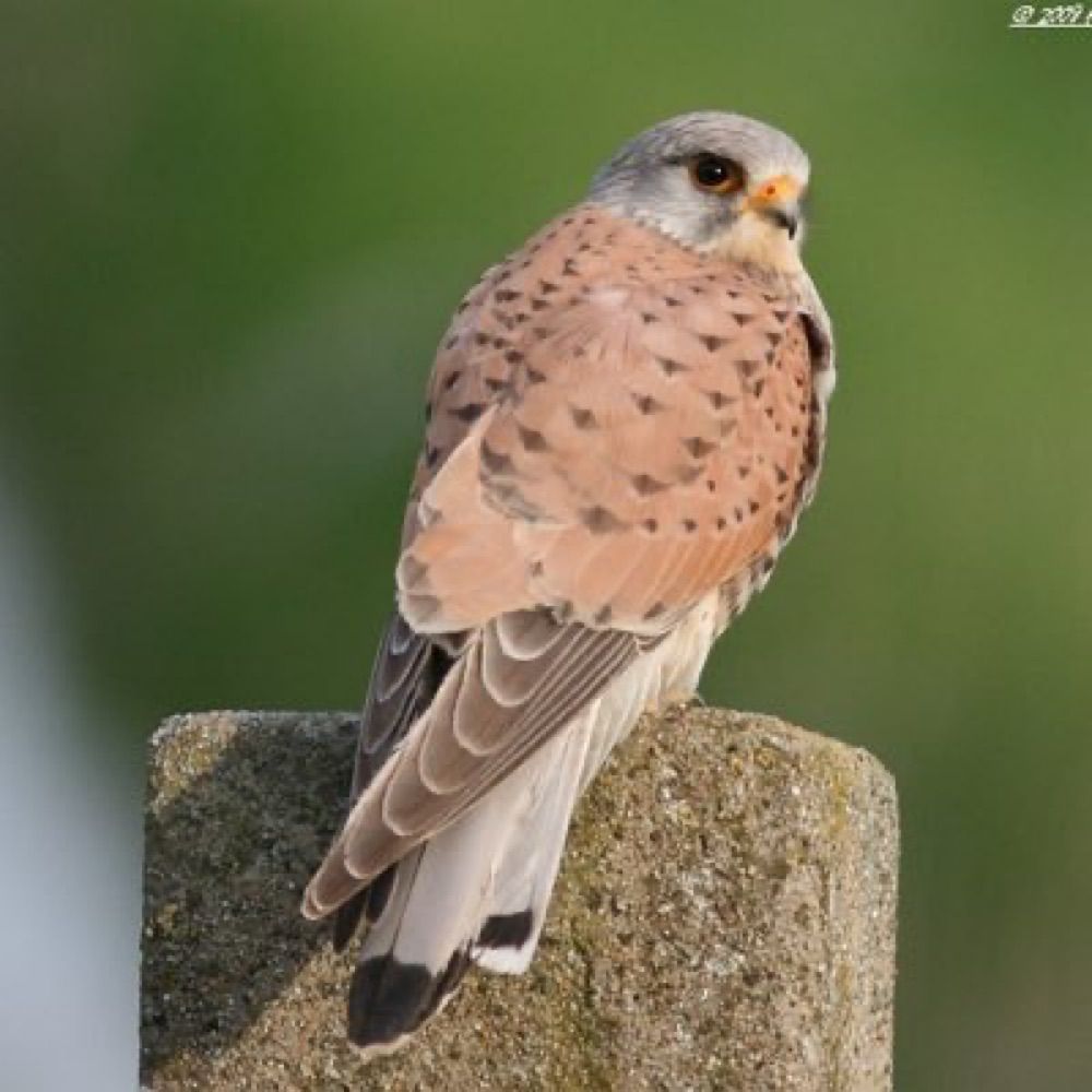Bird
