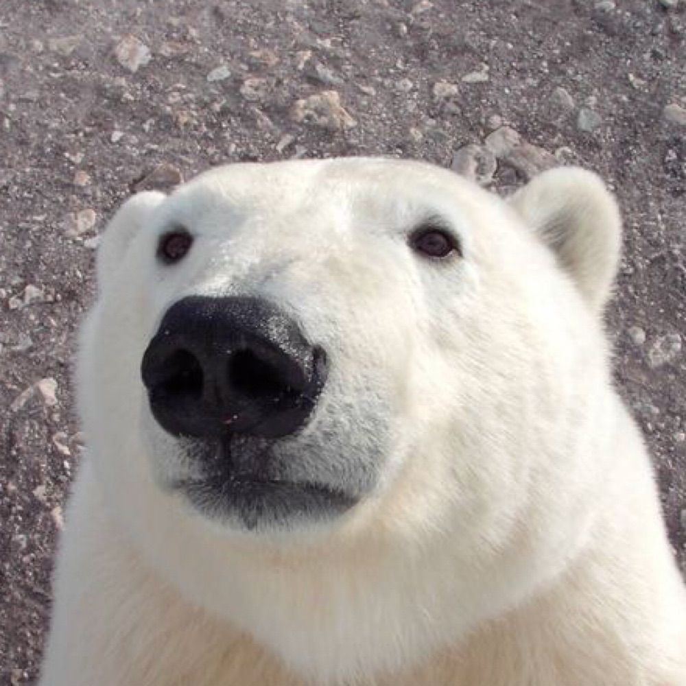 Drewybear18