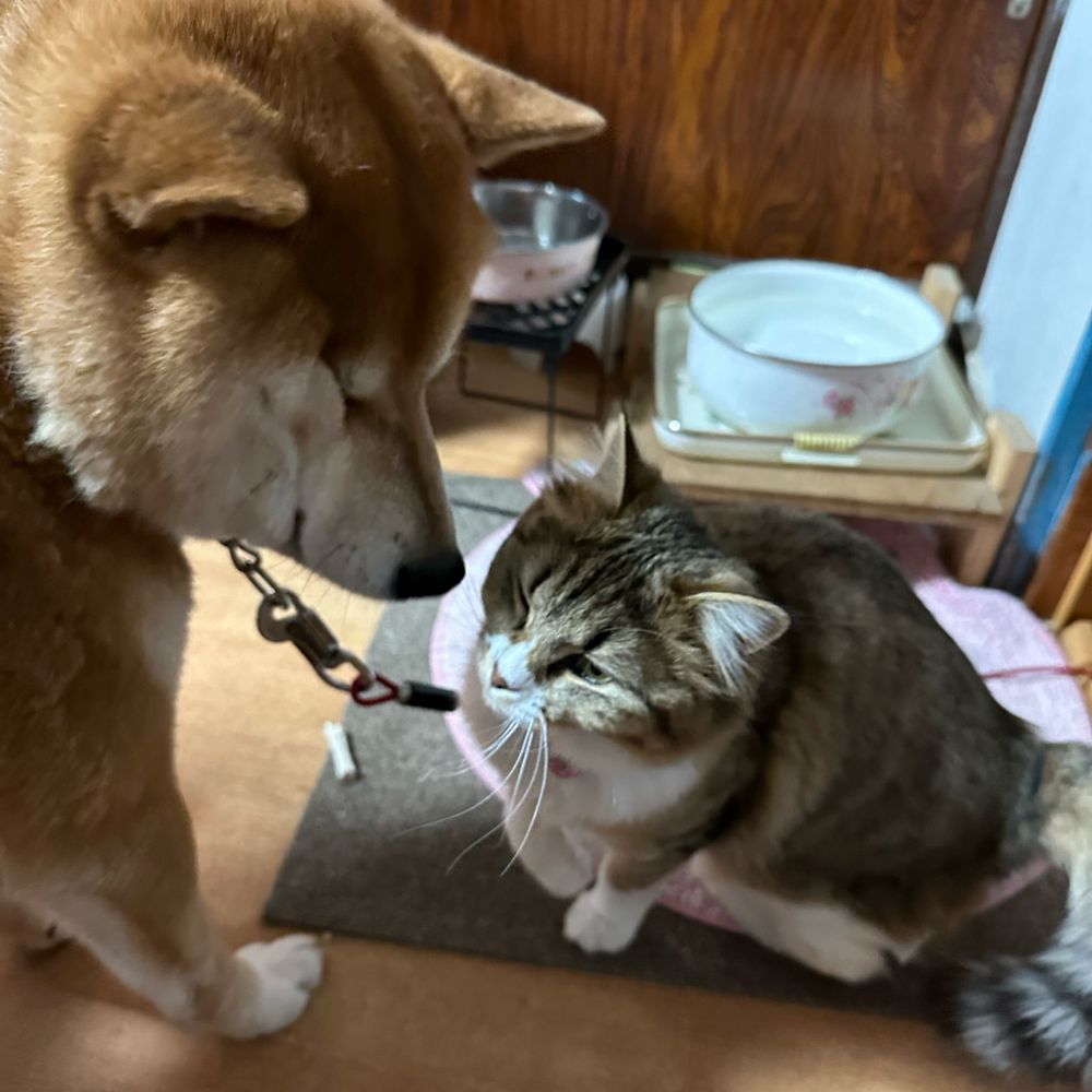 🐶ちゃこ🐈しっぽな