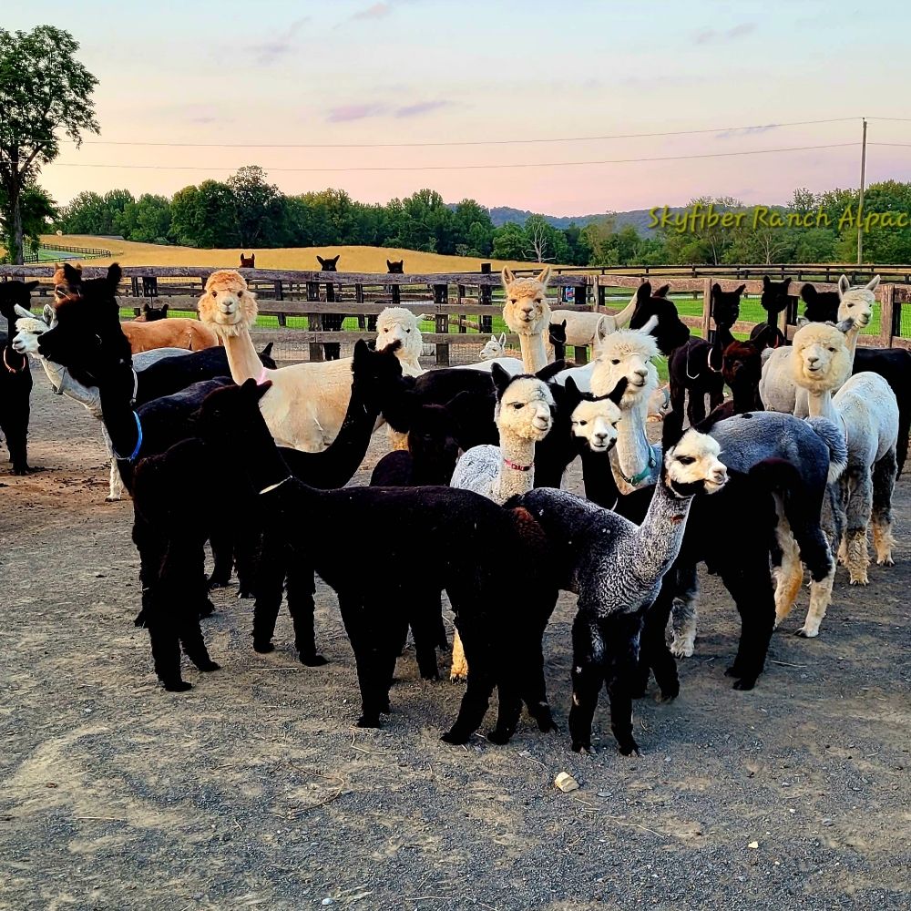 Skyfiber Ranch Alpacas
