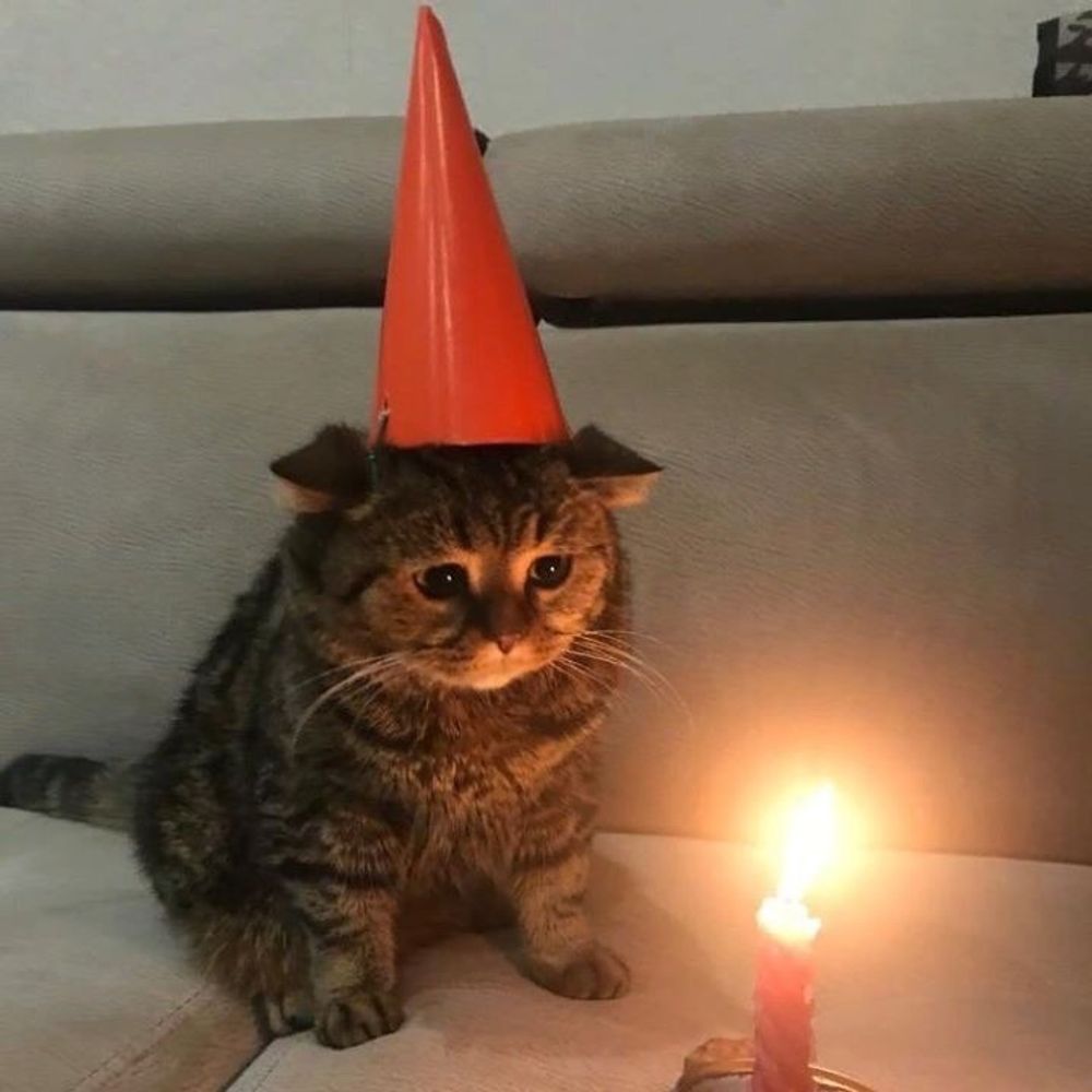 borthday cat <3