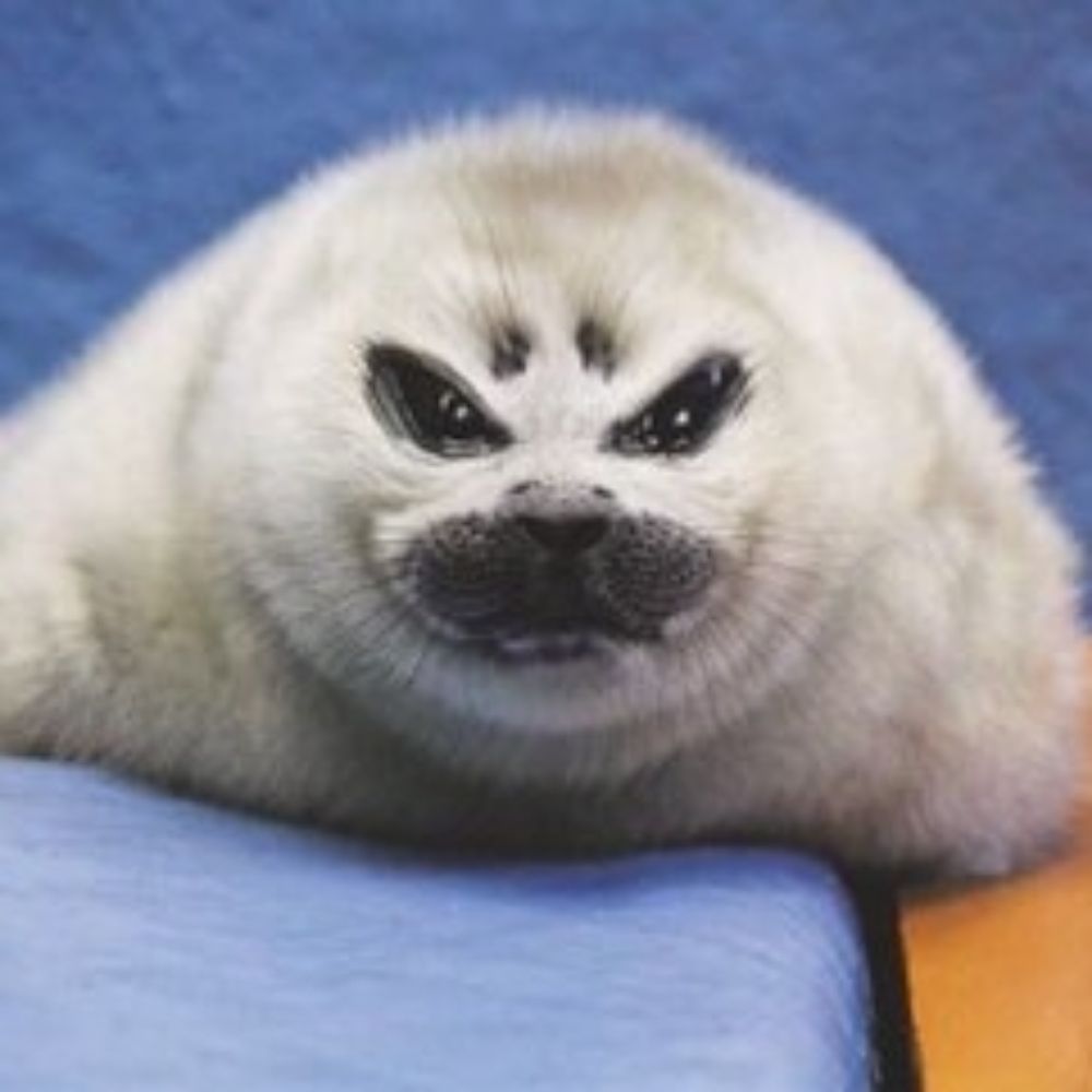 Whiskers