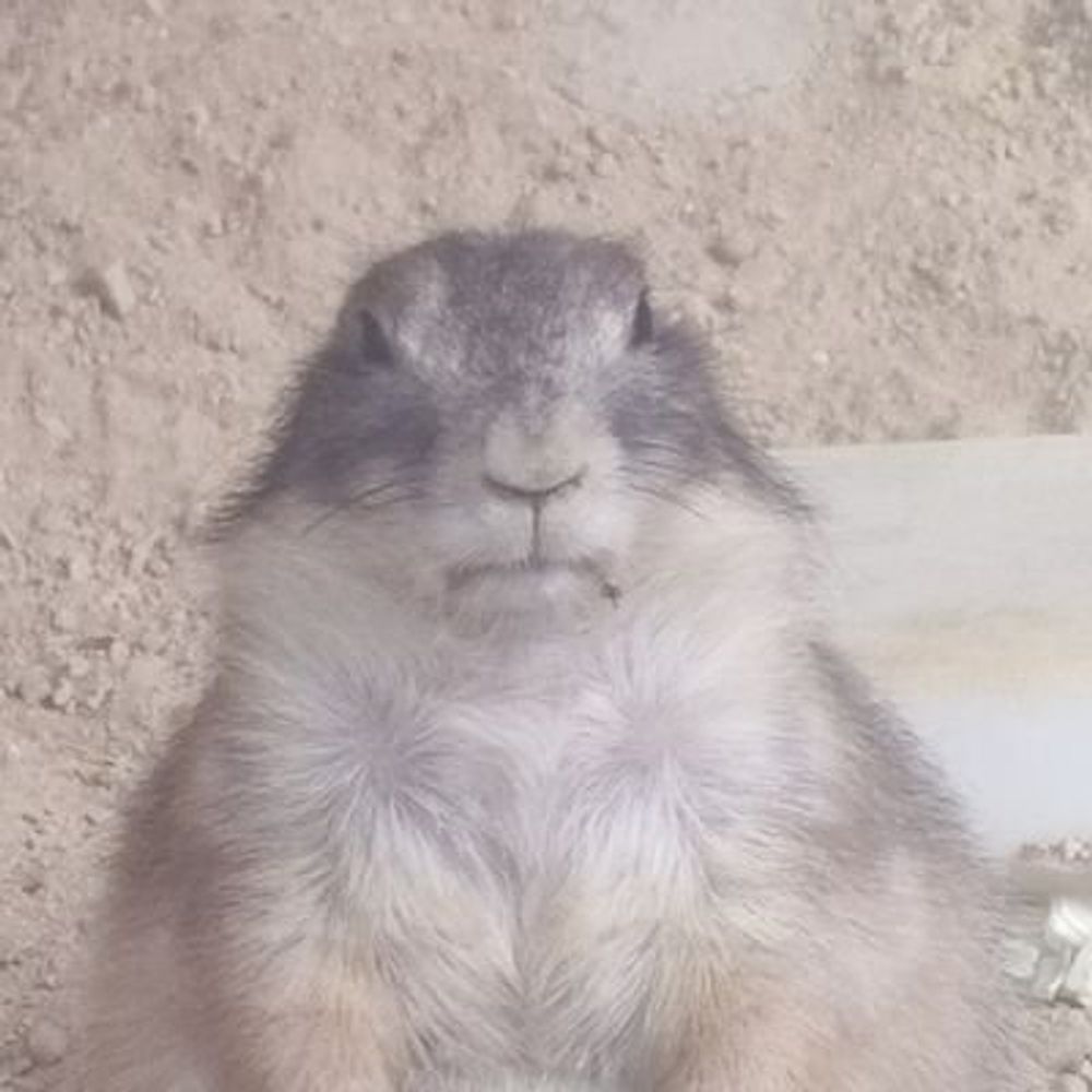 ぴょいん
