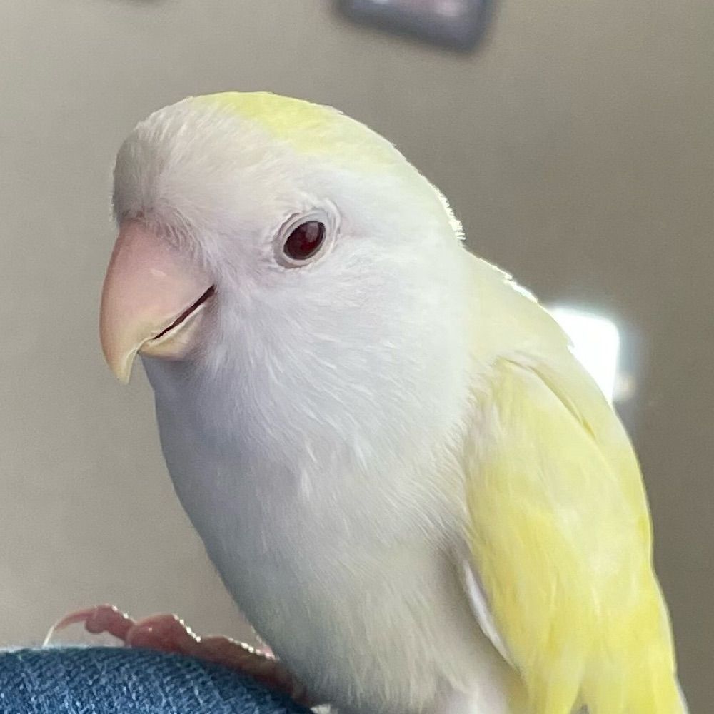 ゆいの