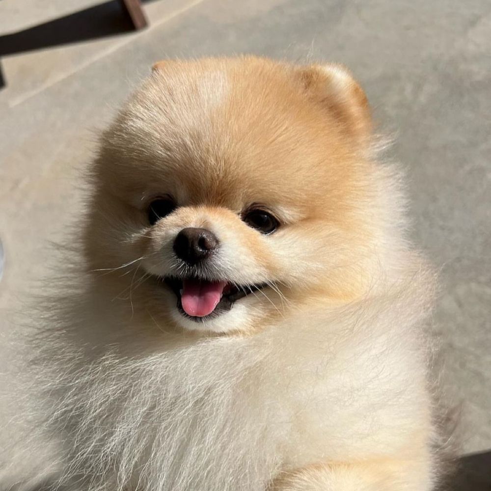 ダリン✨